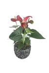 Flamingo Çiçeği Antoryum Anthurium & Siyah Magle Beton Saksıda Hediyelik Canlı Çiçek