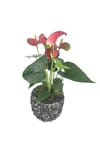 Flamingo Çiçeği Antoryum Anthurium & Siyah Magle Beton Saksıda Hediyelik Canlı Çiçek