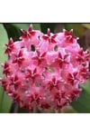 Fuşya Rüya Yıldız Mum Çiçeği (Hoya)