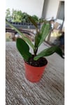 Fuşya Rüya Yıldız Mum Çiçeği (Hoya)