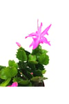 Fuşya Yılbaşı Çiçeği (schlumbergera) Tomurcuklu Ve Çiçekli Iç Mekan Bitkisi