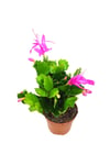 Fuşya Yılbaşı Çiçeği (schlumbergera) Tomurcuklu Ve Çiçekli Iç Mekan Bitkisi