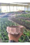 Geometrik taş Orkide bonsai ve aranjman saksısı