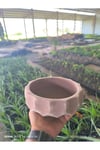Geometrik taş Orkide bonsai ve aranjman saksısı