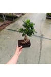 Gingseng bonzai