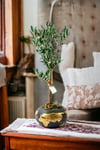 Gold World Saksıda Bonsai Zeytin Ağacı