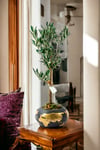 Gold World Saksıda Bonsai Zeytin Ağacı
