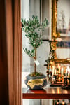 Gold World Saksıda Bonsai Zeytin Ağacı