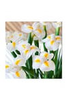 Golden Beauty Iris Süsen Karışık Renkli Soğanı 20 Adet
