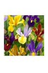 Golden Beauty Iris Süsen Karışık Renkli Soğanı 20 Adet
