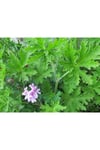 Gül Damlası Çiçeği Itır Pelargonium Graveolens