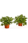 Gül Damlası Çiçeği Itır Pelargonium Graveolens
