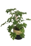 Gül Damlası Çiçeği Itır Pelargonium Graveolens
