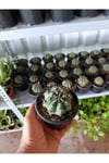 Gymnocalycium 10.5 cm Saksıda Özel Tür Kaktüs