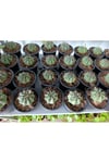 Gymnocalycium 10.5 cm Saksıda Özel Tür Kaktüs