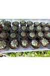 Gymnocalycium 10.5 cm Saksıda Özel Tür Kaktüs