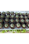Gymnocalycium 10.5 cm Saksıda Özel Tür Kaktüs