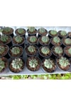 Gymnocalycium 10.5 cm Saksıda Özel Tür Kaktüs