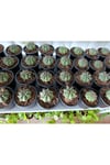 Gymnocalycium 10.5 cm Saksıda Özel Tür Kaktüs