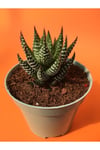 Haworthia Zebra