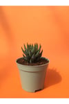 Haworthia Zebra