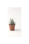Haworthia Zebra