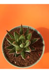 Haworthia Zebra