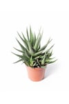 Haworthia Zebrina (ithal) 8,5cm Ø