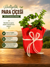 Hediyelik para çiçeği para ağacı