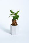 Hexagon Serisi White Ficus Bonsai