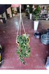 Hoya Carnosa Compacta Askılı Saksı Nadir Sarkıcı Mum Çiçeği kıvırcık yapraklı