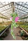 Hoya Carnosa Kıvırçık Mum Çiçeği Saksılı
