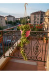 Hoya Carnosa Kıvırçık Mum Çiçeği Saksılı