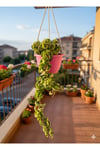 Hoya Carnosa Kıvırçık Mum Çiçeği Saksılı