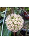 Hoya 'Snowflake Kar Tanesi Hoya Mum Çiçeği Fidanı