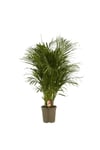 Iç Mekan Salon Ofis Çiçekleri Areca Dypsis Lutescens - Areka Palmiyesi +120 Cm