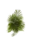 Iç Mekan Salon Ofis Çiçekleri Areca Dypsis Lutescens - Areka Palmiyesi +120 Cm