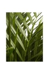 Iç Mekan Salon Ofis Çiçekleri Areca Dypsis Lutescens - Areka Palmiyesi +120 Cm