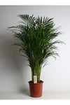 Iç Mekan Salon Ofis Çiçekleri Areca Dypsis Lutescens - Areka Palmiyesi +120 Cm