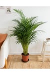Ithal Areka Palmiyesi 140-160 Cm Dolgun Formlu