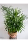 Ithal Areka Palmiyesi 140-160 Cm Dolgun Formlu
