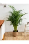 Ithal Areka Palmiyesi 140-160 Cm Dolgun Formlu