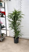 İthal Dev Boy Dracaena Warneckii 150-160 cm | 4 Köklü Salon Ağacı