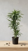 İthal Dev Boy Dracaena Warneckii 150-160 cm | 4 Köklü Salon Ağacı