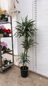 İthal Dev Boy Dracaena Warneckii 160-170 cm | 3 Köklü Salon Çiçeği