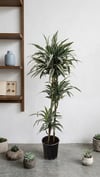 İthal Dev Boy Dracaena Warneckii 160-170 cm | 3 Köklü Salon Çiçeği