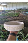 Kahire dizayn taş Orkide bonsai ve aranjman saksısı no 2