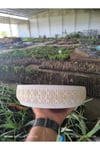 Kahire dizayn taş Orkide bonsai ve aranjman saksısı no 2