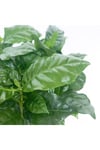 Kahve Ağacı Bitkisi - Coffea Arabica