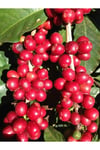 Kahve Fidanı Kahve Fidesi Kahve Ağacı Coffea Arabica 2adet